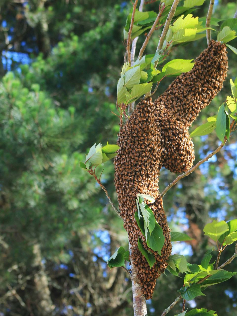 swarm-leonie-clough-VfuluNFsplg-unsplash swarm-leonie-clough-VfuluNFsplg-unsplash